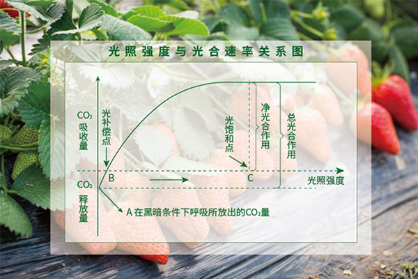 光照度与光合速度干系图