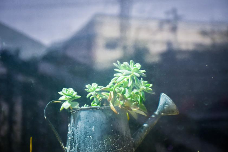 动物发展灯