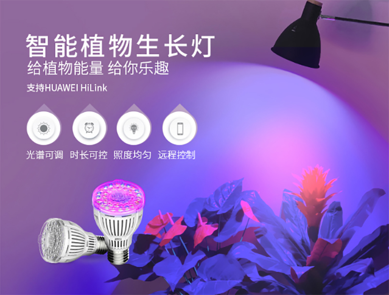 动物发展灯