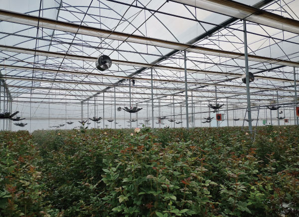 云南某玫瑰花莳植基地