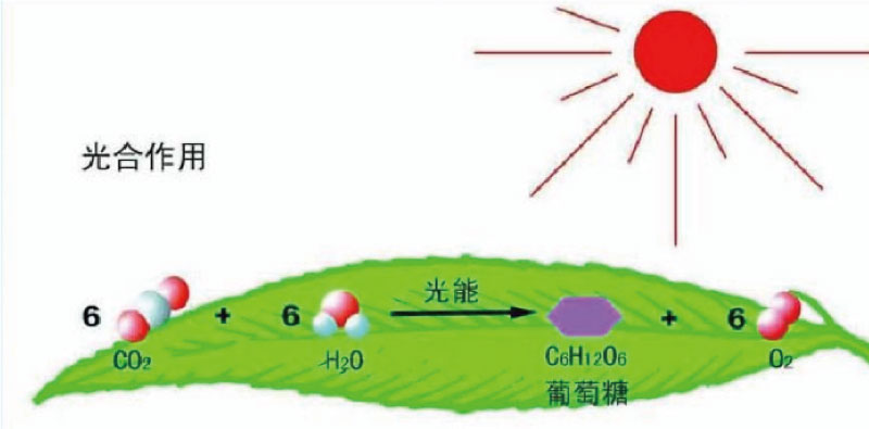 光合感化