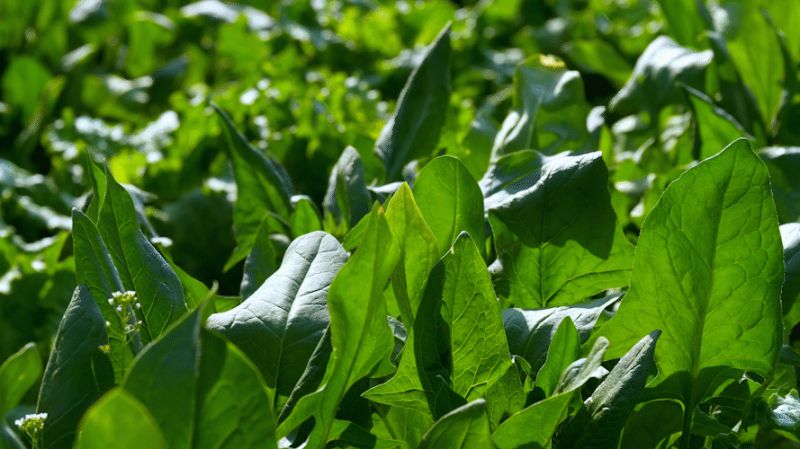 葱茏的蔬菜